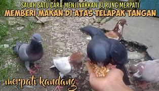 Burung Merpati Mencapai Tahap Dewasa Setelah Berusia Berapa Bulan